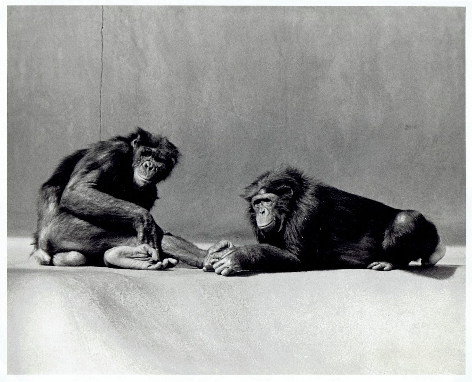 1981 Original Photo bonobo pygmy chimpanzees on exhibit at San Diego Zoo