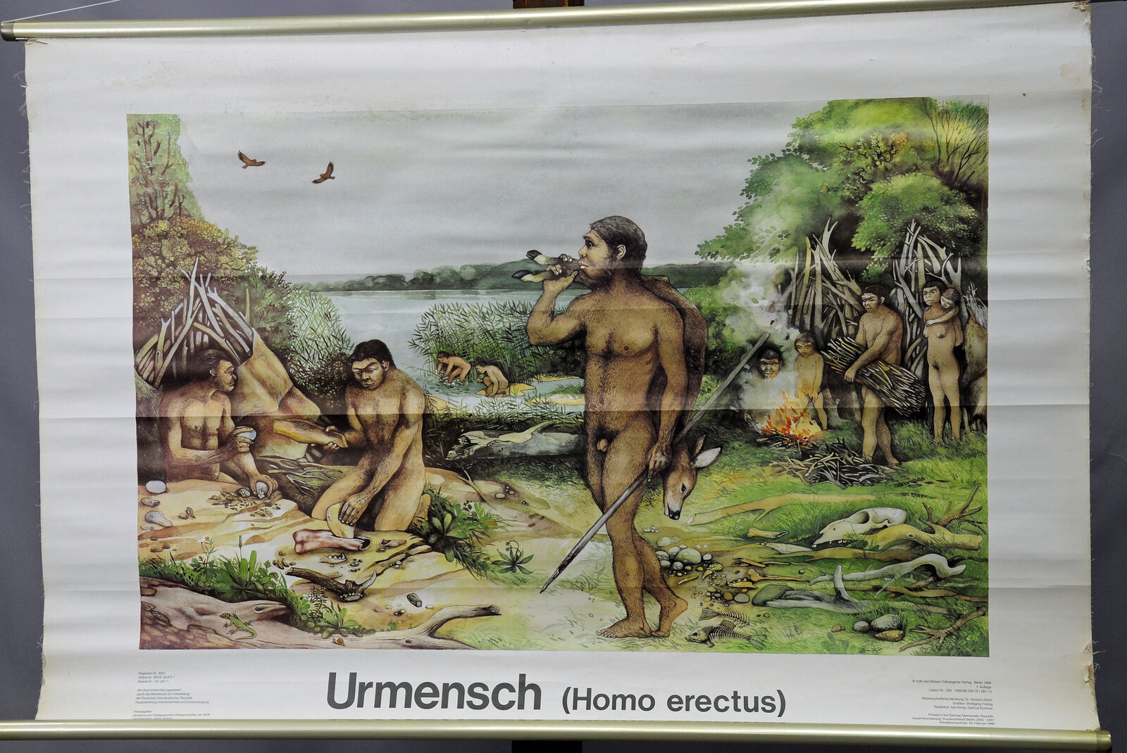 vintage rollable wall chart poster prehistoric man Homo erectus history