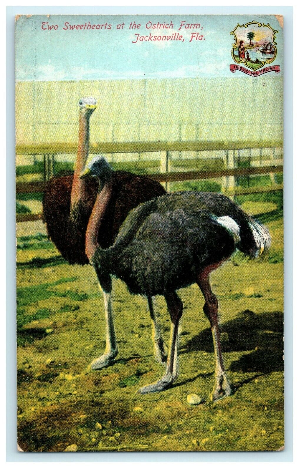 c1909 Two Sweethearts At The Ostrich Farm Jacksonville Florida FL Postcard