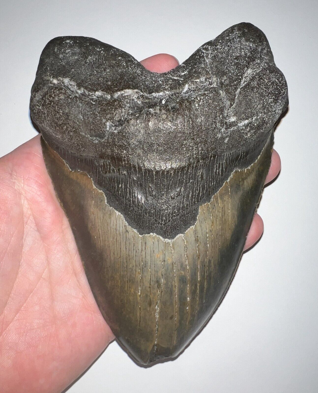MONSTER MEGALODON Fossil Shark Tooth 6.12 INCHES NO REPAIR FANTASTIC SERRATION
