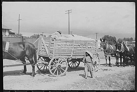 Delta & Pine Company Cotton Plantation,Scott,Mississippi,MS,October 1939,FSA,11