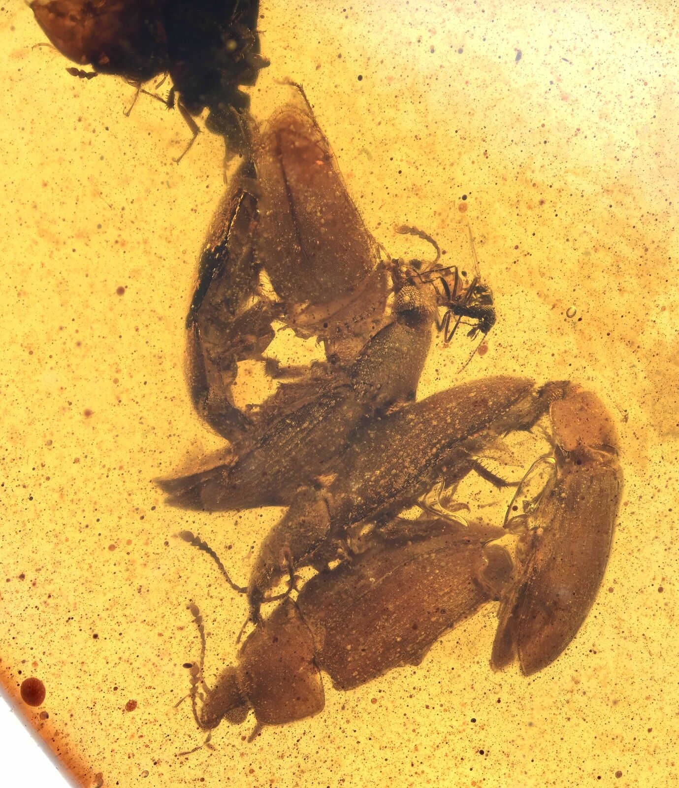 Rare Swarm of Beetles, Fossil Inclusion in Burmese Amber