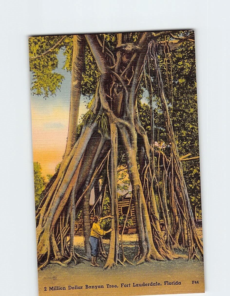 Postcard 2 Million Dollar Banyan Tree, Fort Lauderdale, Florida