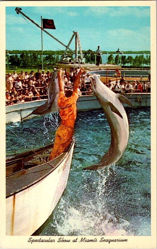 Vintage Postcard Seaquarium in Miami FL Florida Dolphin Show Performance   D-599