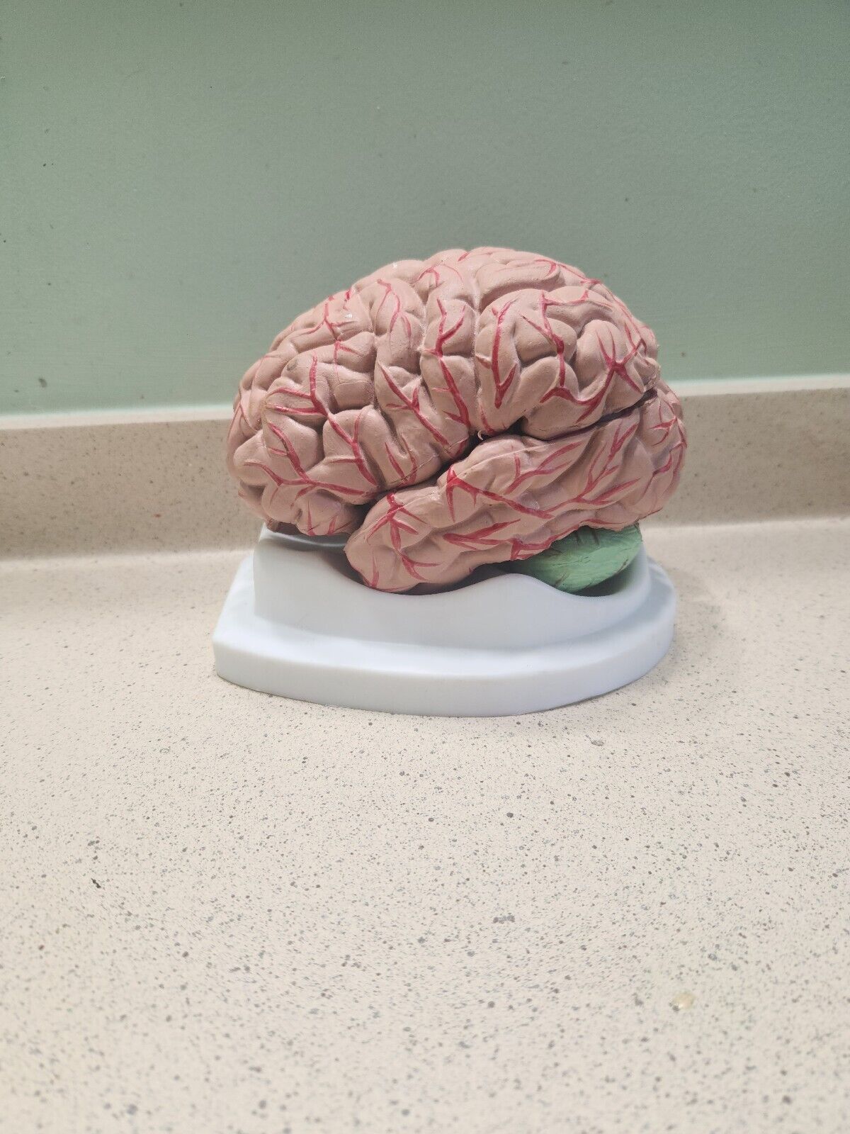 brain anatomy model 8 Pieces
