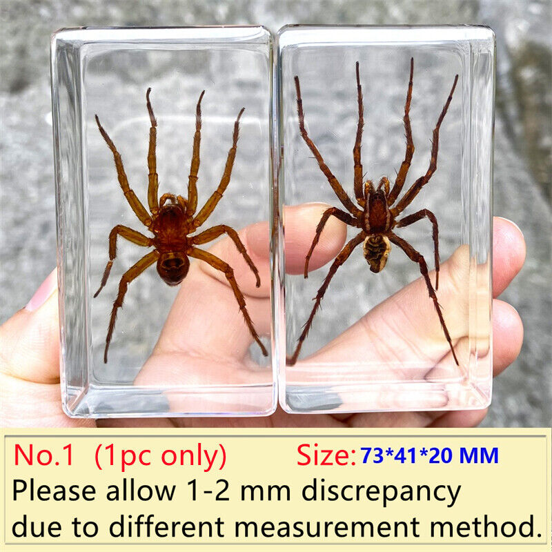 Insect In Resin Specimen Paperweight Tarantula Collection Science Education