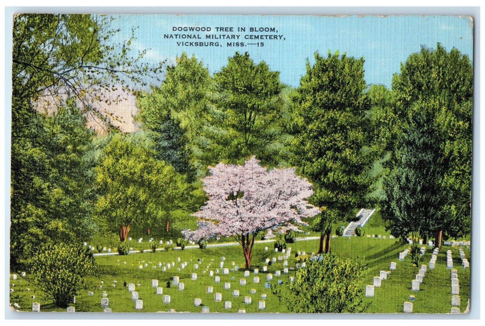 1939 Dogwood Tree In Bloom National Cemetery Vicksburg Mississippi MS Postcard