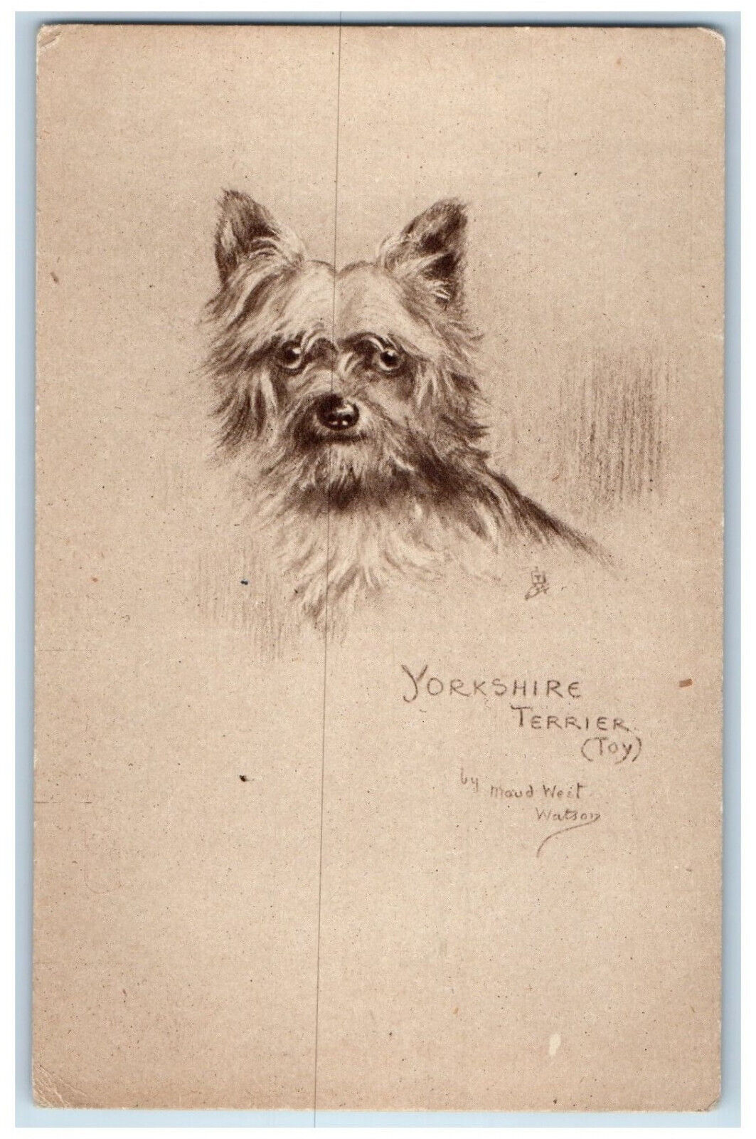 Postcard Yorkshire Terrier Dog Studies c1910 Antique Photogravure Tuck Dogs