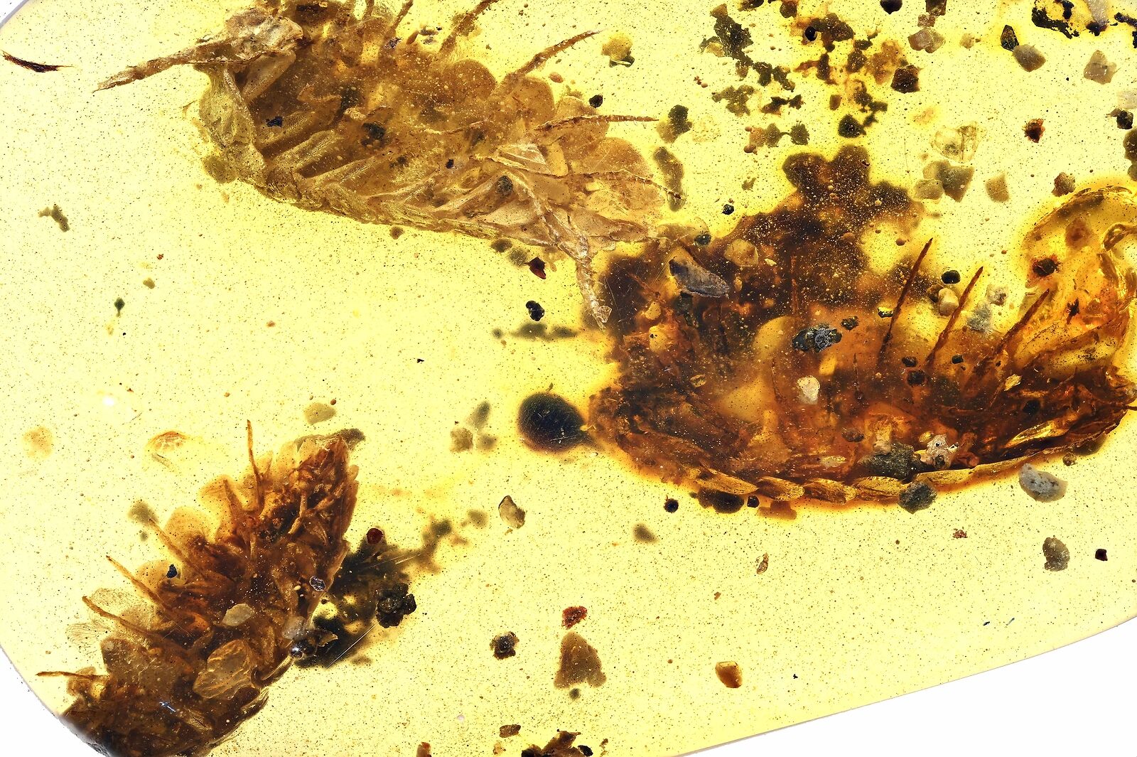 Rare Three Terrestrial Crustacean (Isopod), Fossil inclusion in Burmese Amber