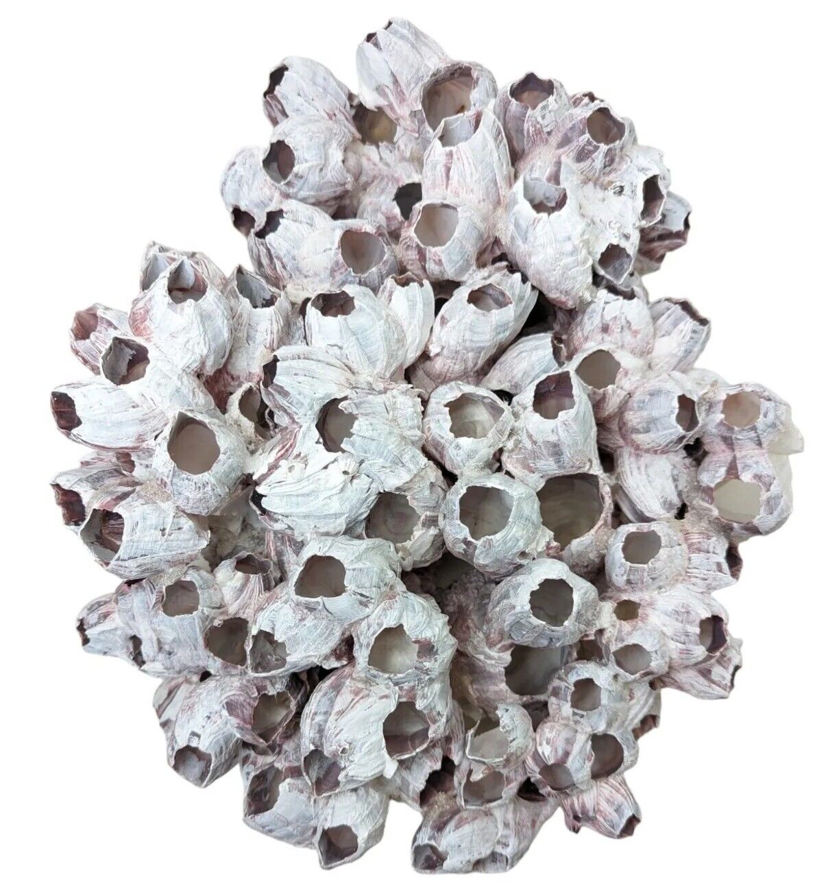 5 lb Barnacle Cluster Ocean Purple Pink Acorn Large Home Decor Shells 15\