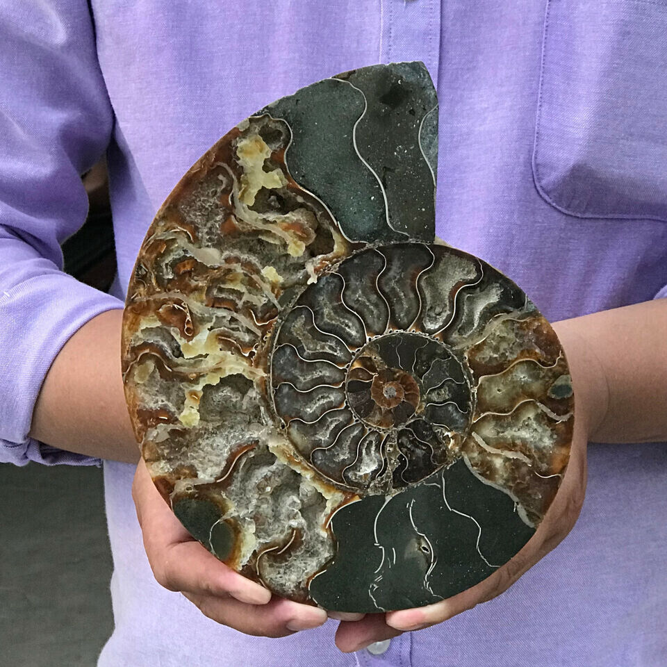 1pc Natural Crystal ammonite fossil conch specimen healing Home decoration