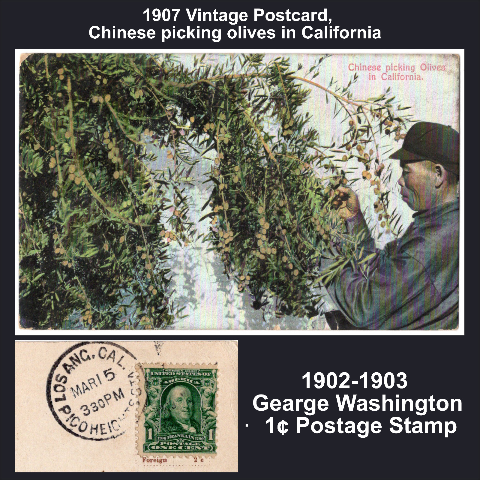 1907 Vinyage Postcard,Chinese picking olives in CA, Rare Washington 1 cent stamp