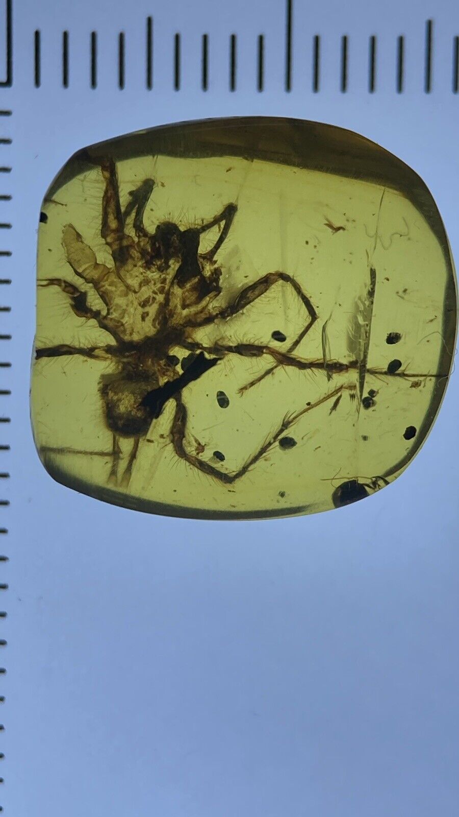 Huge Perfect Spider, Pristine Fossil In Genuine burmite Amber, 98myo