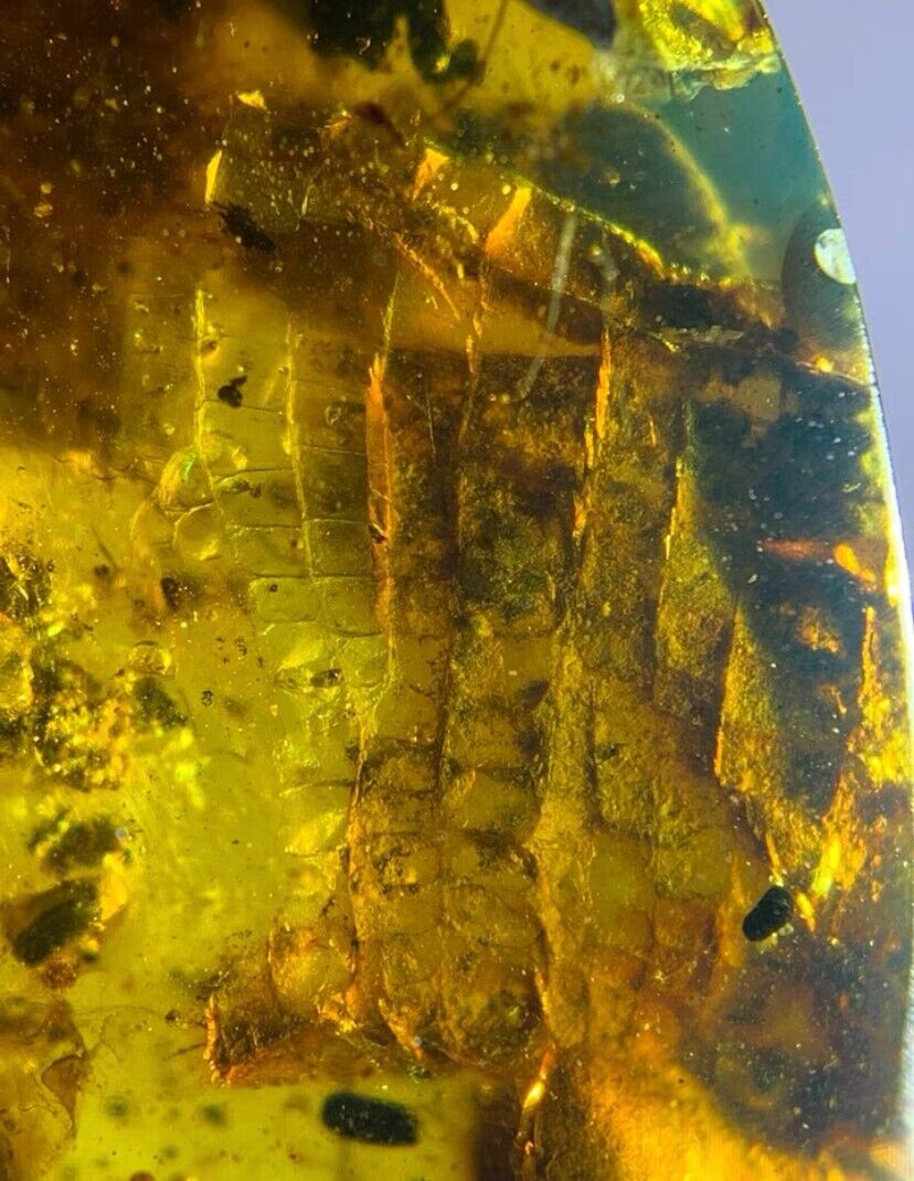 Burmese insects fossil burmite Cretaceous salamanders skin insect amber Myanmar