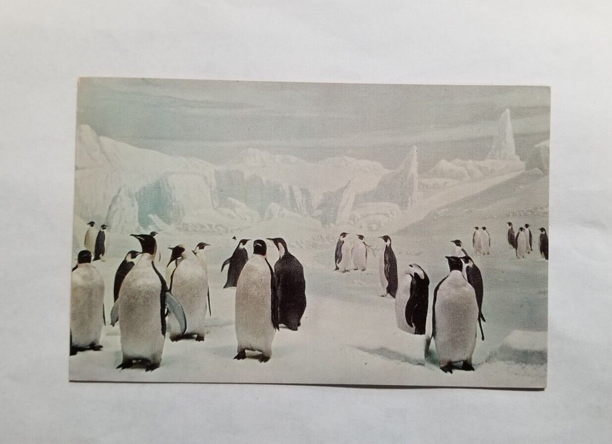 Vintage Postcard Emperor Penguins Chicago Natural History Museum