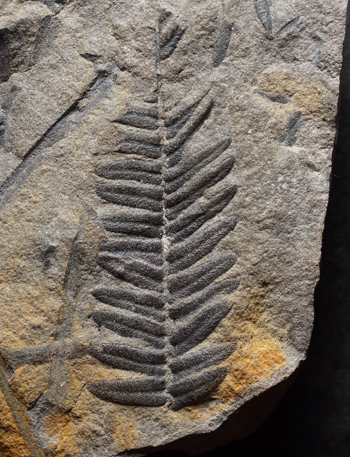 Fossil plant Carboniferous seed fern leaf Neuralethopteris neropteroides