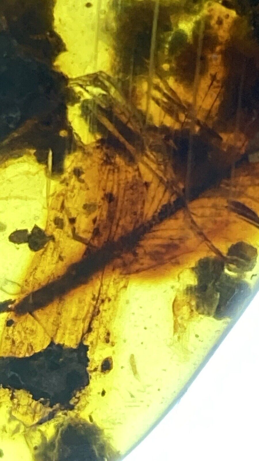 Beautiful Cretaceous Feather, Pristine Fossil In Genuine Burmite Amber, 98myo