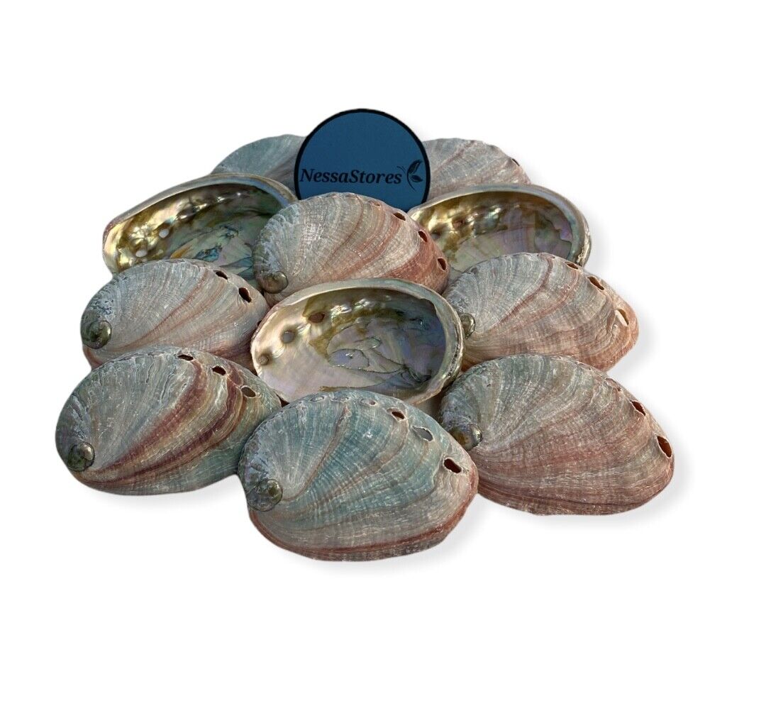 Red Abalone Sea Shell One Side Polished Beach Craft 2