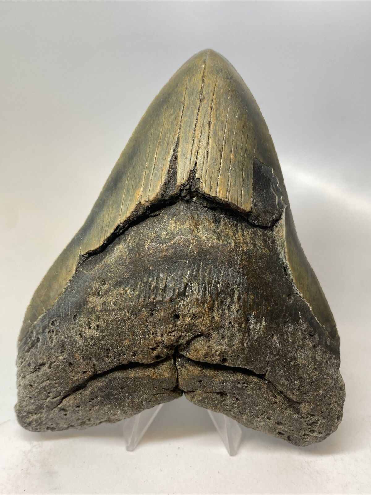 Megalodon Shark Tooth 5.81” Giant - Authentic Fossil - Natural 15380