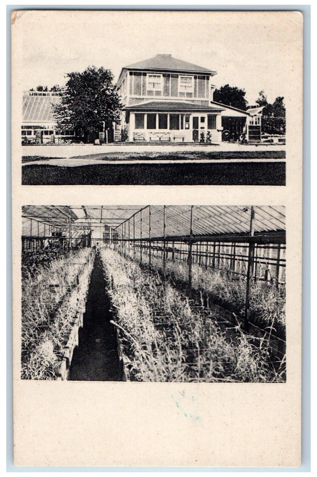 Creston Iowa IA Postcard Creston Greenhouses and Floral Co. Multiview c1910