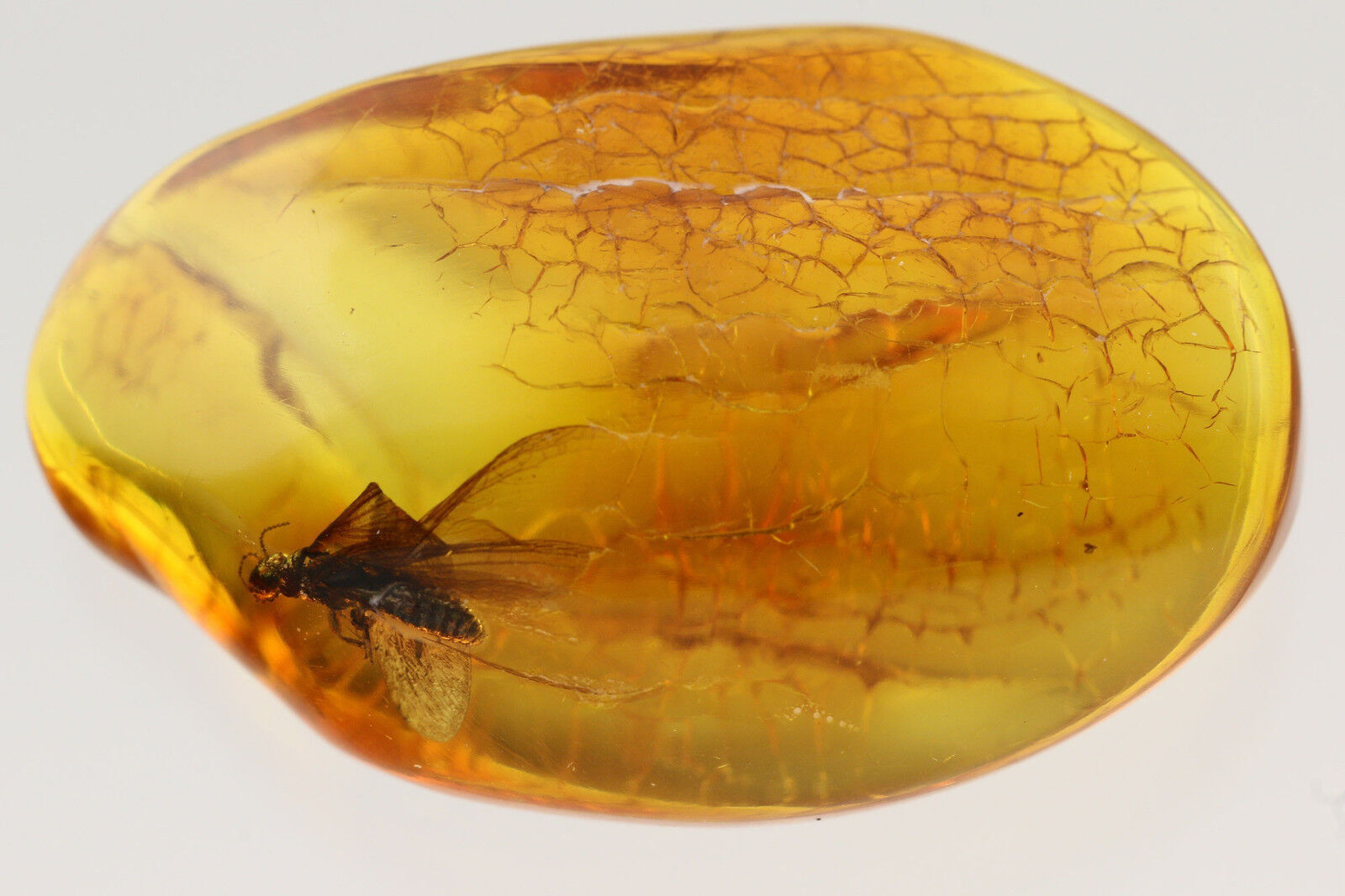 Great Large TERMITE Isoptera Fossil Genuine Large BALTIC AMBER 4gr 180315