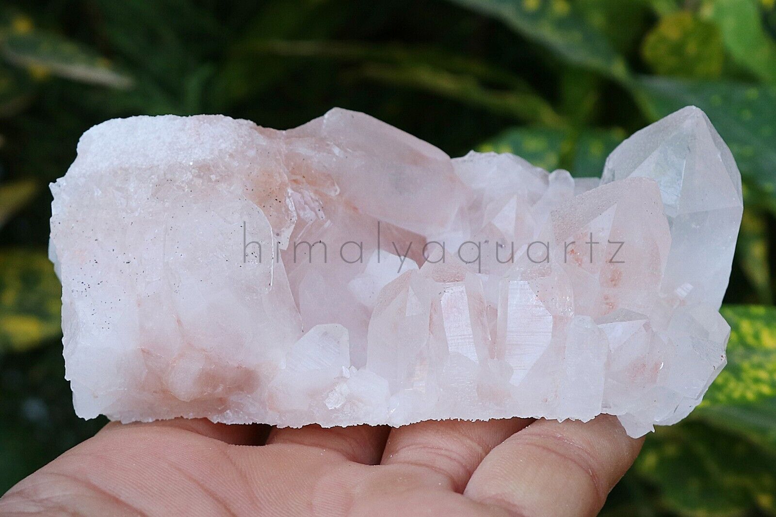 Pink Quartz Crystal 356gm Himalayan Samadhi Healing Rough Cluster Specimen