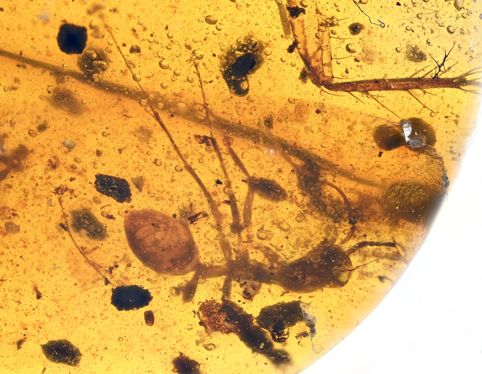 Extinct Sphecomyrma Ant, Fossil inclusion in Burmese Amber