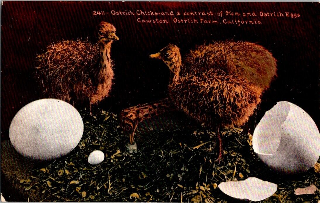 Ostrich Chicks Contrast Hen Egg Cawston Farm CA South Pasadena Postcard Vintage