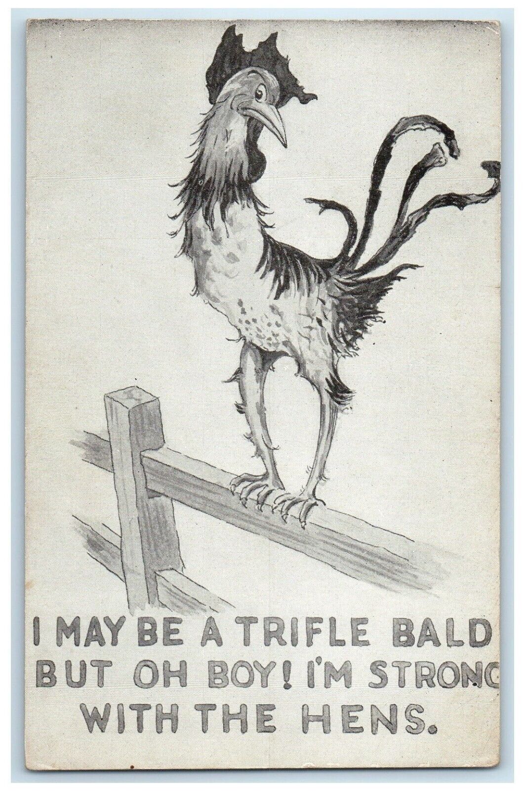 c1905 Chicken Hen I May Be A Trifle Bald But I\'m Strong With The Hens Postcard