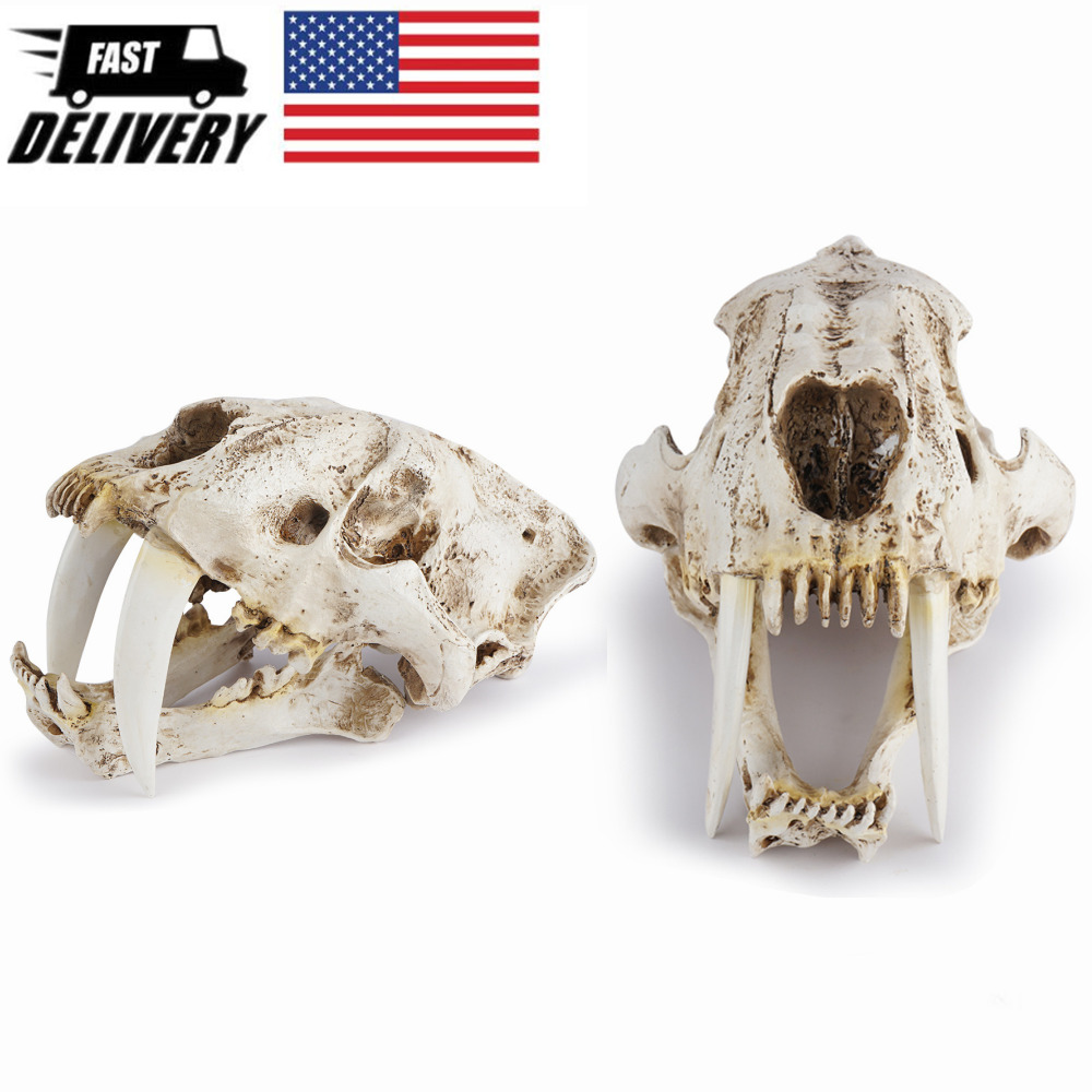 1:1 Smilodon Saber-Toothed Tiger Fossil Skull Model Resin Skeleton Replica
