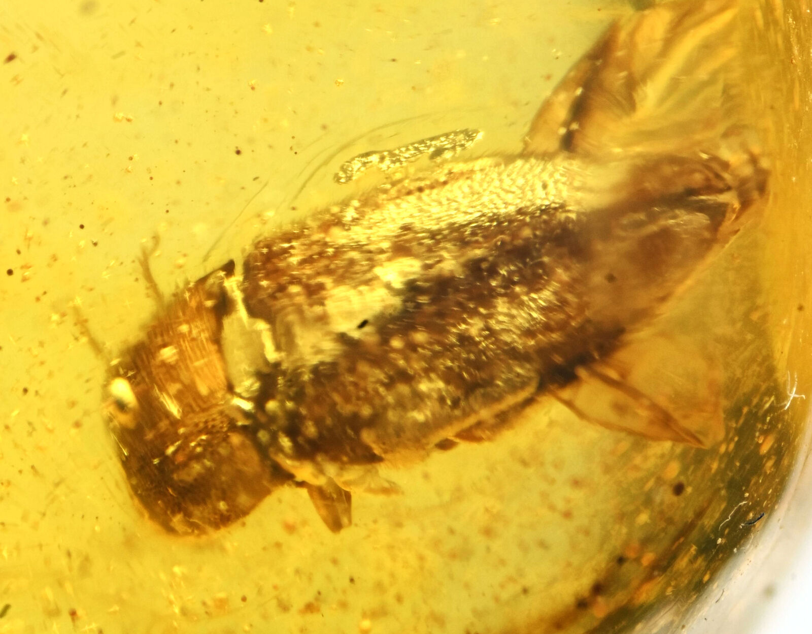 Coleoptera (Beetle), Fossil Inclusion in Dominican Amber
