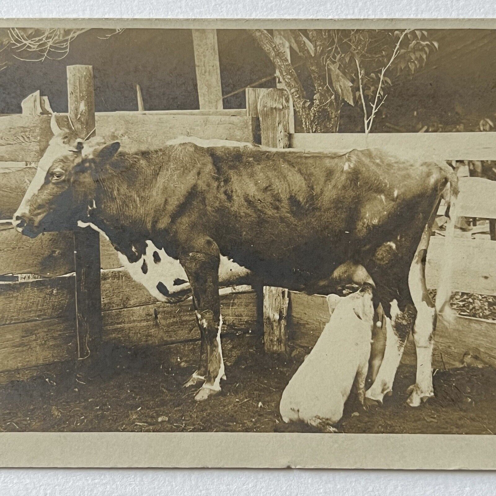 Antique RPPC Real Postcard Piglet Drinking Milk From Cow Funny Silly Farm Pig