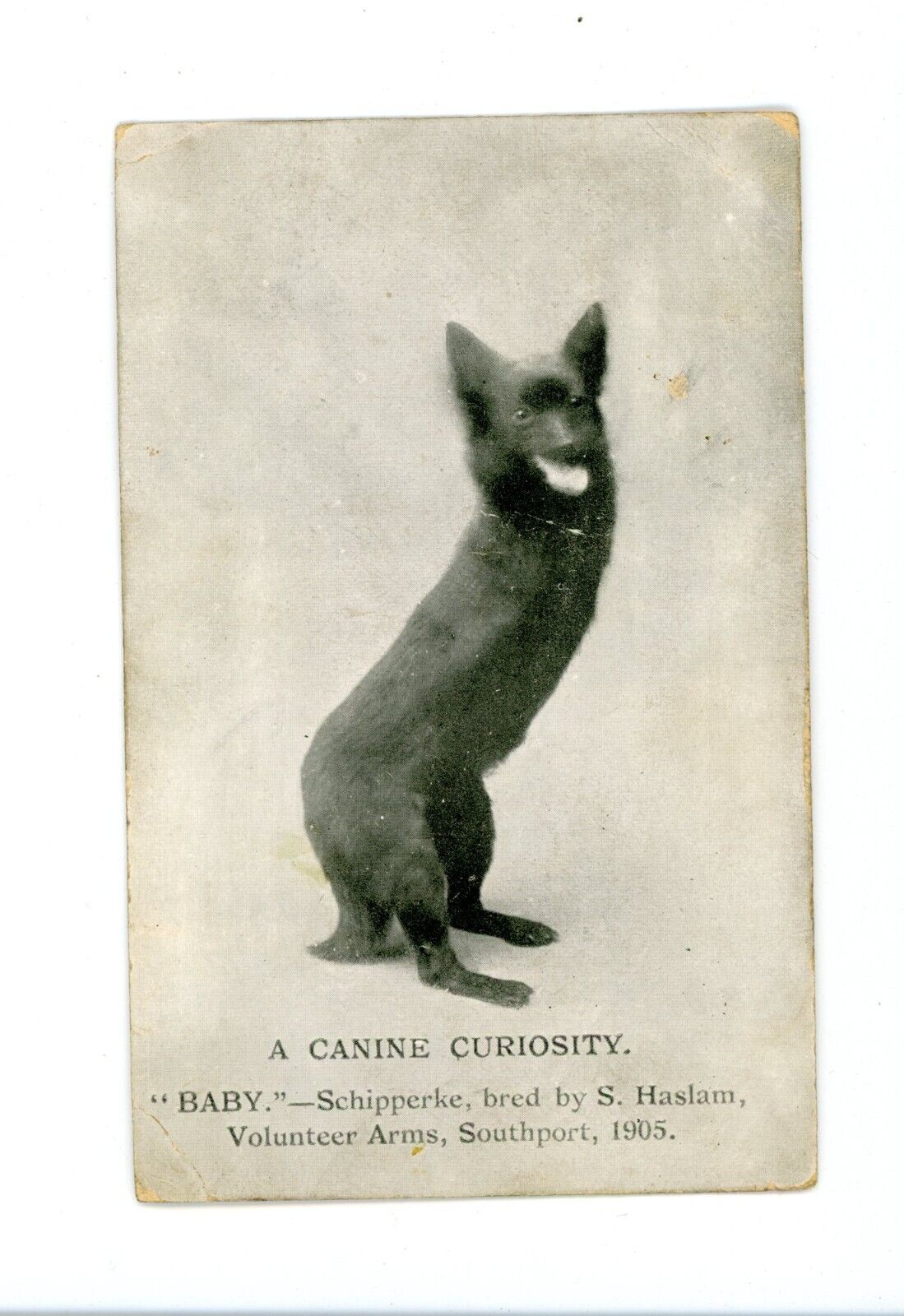 Deformed pet dog missing legs , birth defect vintage postcard oddity bizarre