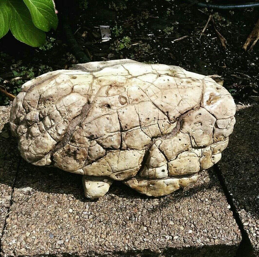 Brain Rock (mudfossiled brain)