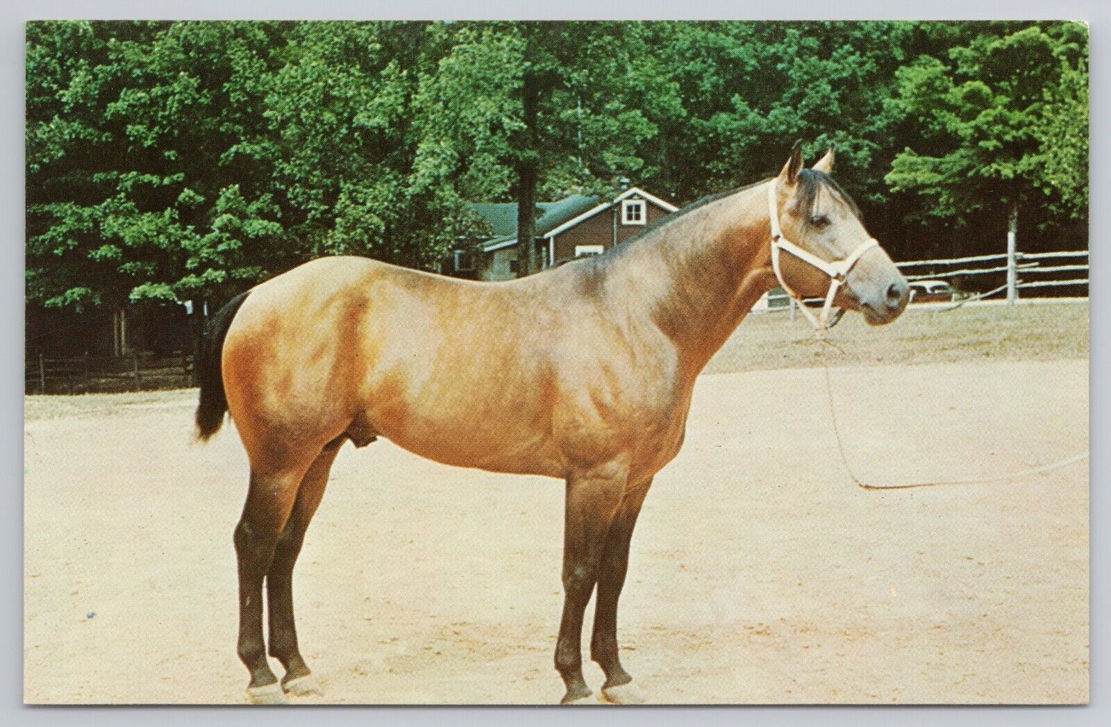 Postcard A.Q.H.A. Champion Marty Fisher Horse