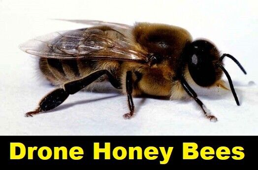  BIG 10 REAL Drone Honeybees { DRYED }  SPECIMEN INSECT TAXIDERMY 