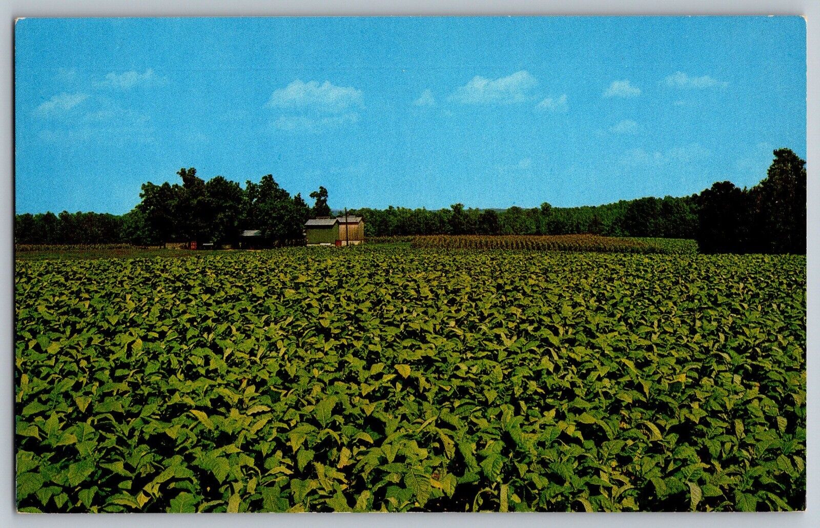North Carolina NC - Tobacco Field - Curing Barn in Background - Vintage Postcard