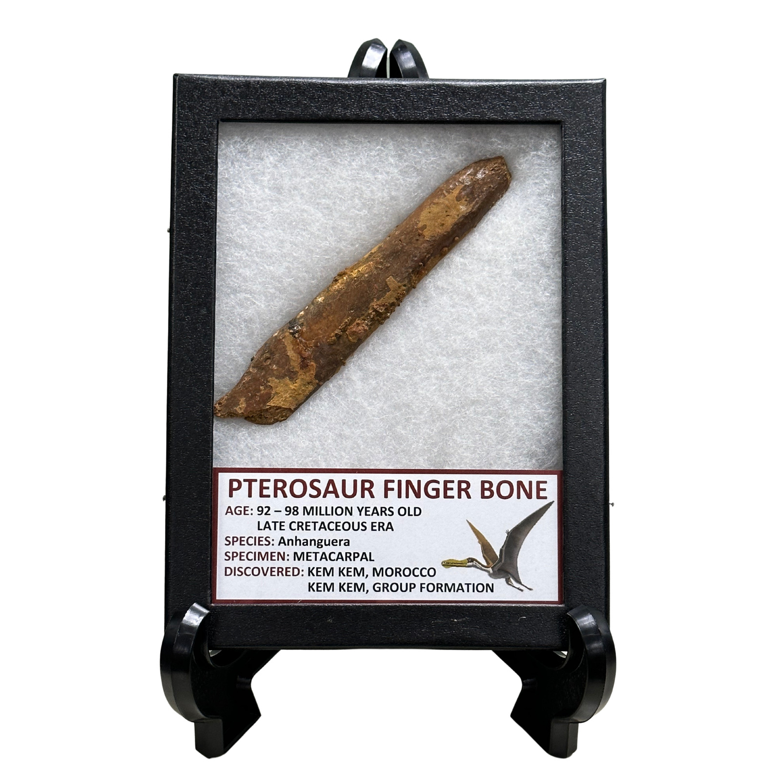 Pterosaur Finger Bone