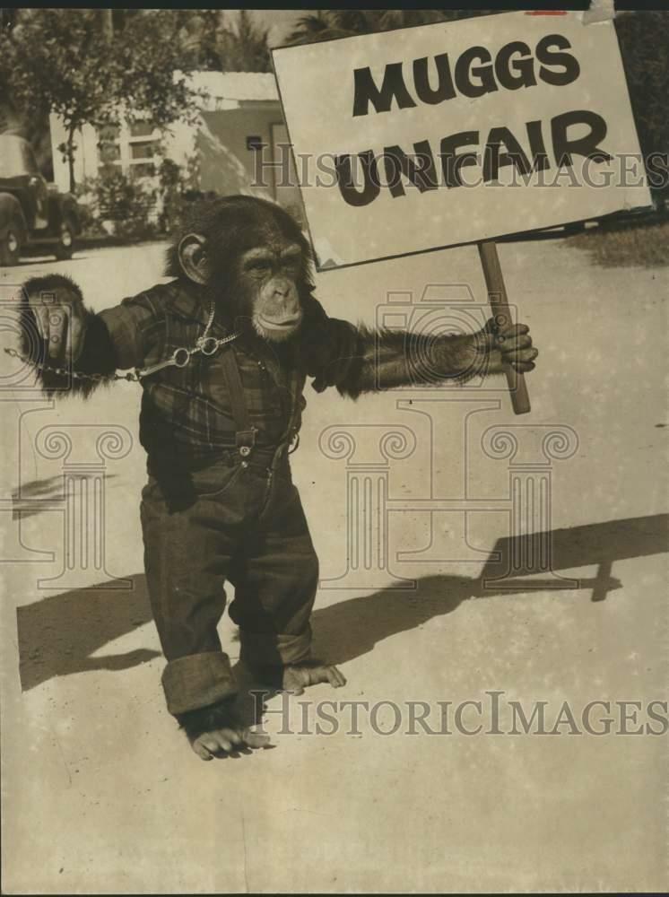 1955 Press Photo Unidentified Chimp - lrx19112