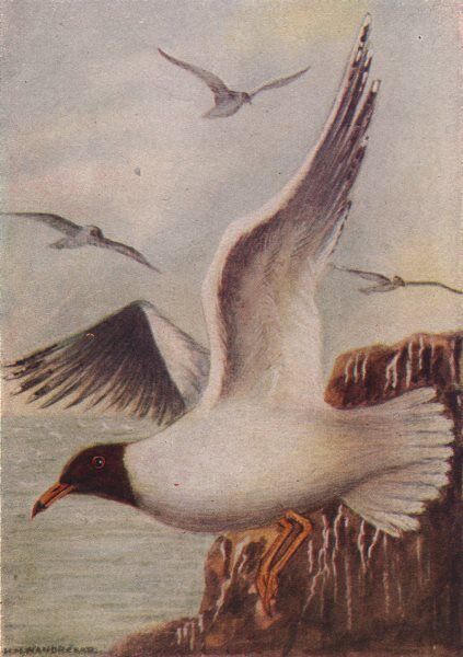 INDIAN BIRDS. The Black-headed or Laughing Gull 1943 old vintage print picture