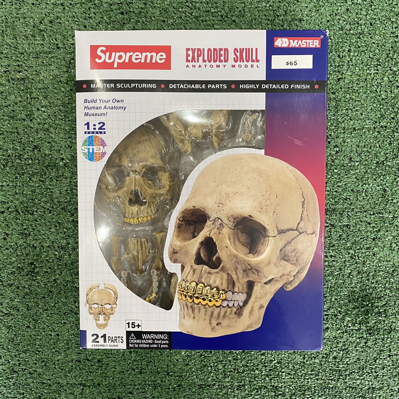 New In Box Supreme 4D Model Human Skull Natural