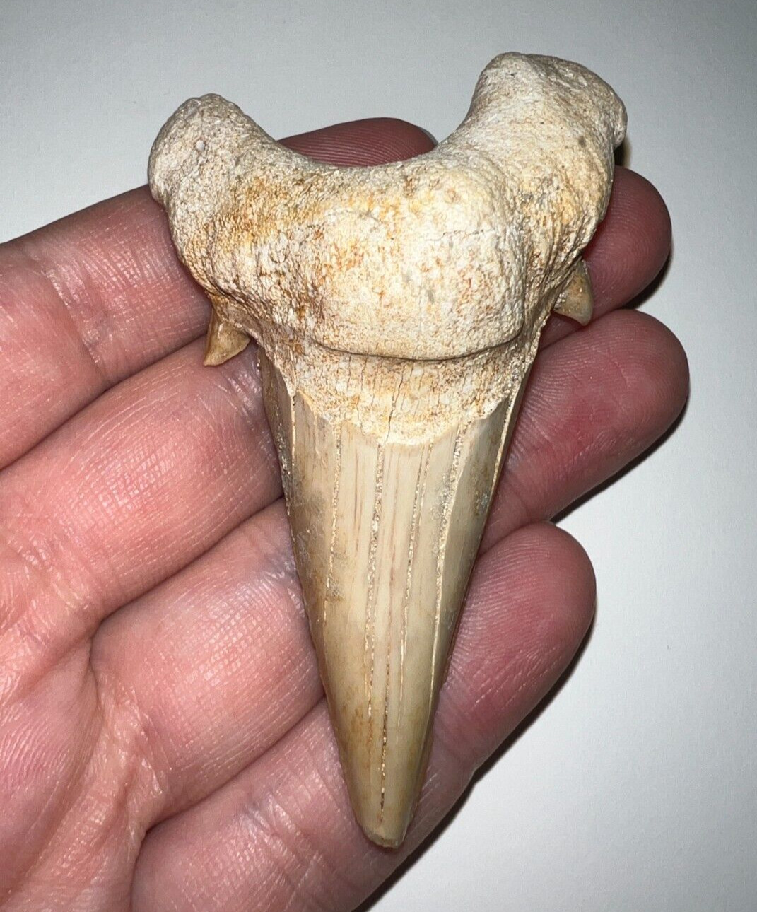 MONSTER OTODUS OBLIQUUS Fossil Shark Tooth 3+ INCHES MEGALODON ANCESTOR NO REP