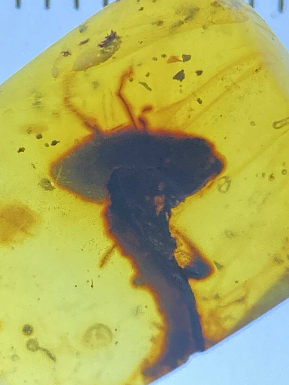 Rare Prehistoric Monster Insect 👑 Extinct Fossil Genuine Burmite Amber, 98myo