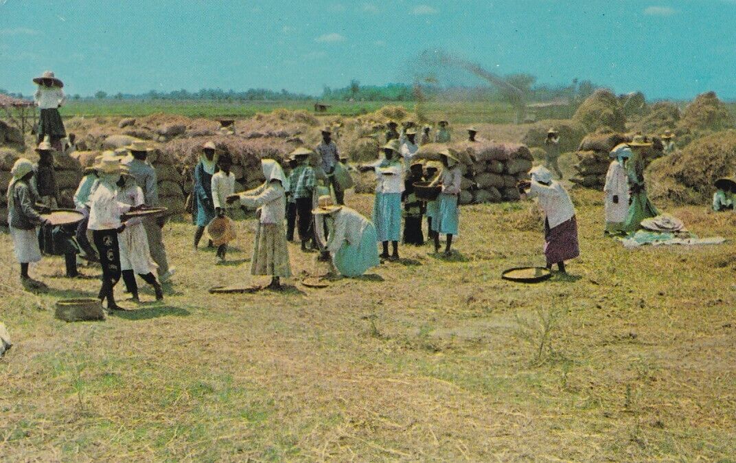 Philippines, Unused, 1961 Postcrd, Threshing 'Palay', Rice During Harvest Season