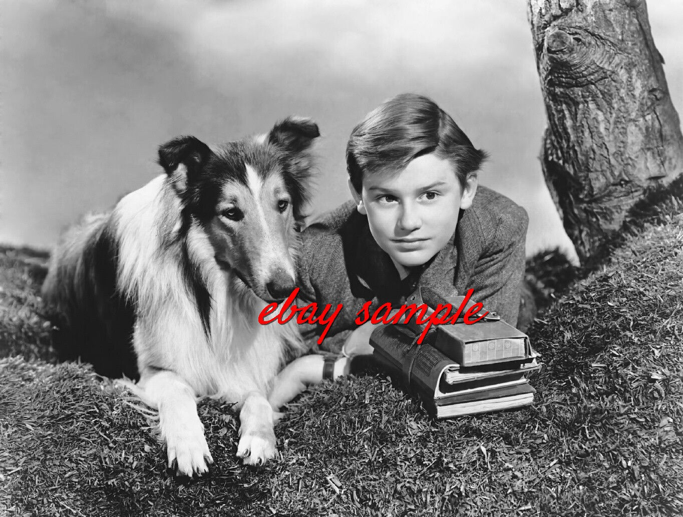 RODDY MCDOWALL PHOTO with LASSIE - Hollywood 1940's Movie Star Actor