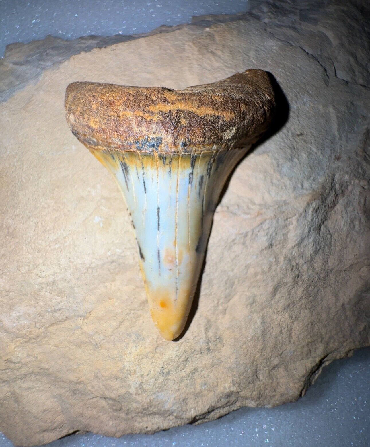 Beautiful 1.97” Firezone Hastalis (Mako) Fossil Shark Tooth
