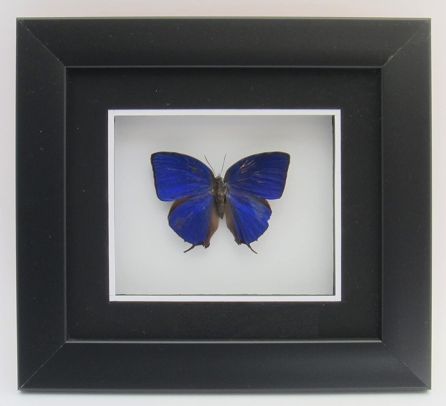 Arhopala hercules Taxidermy Framed Butterfly ~ OOAK Christmas & Birthday Gift