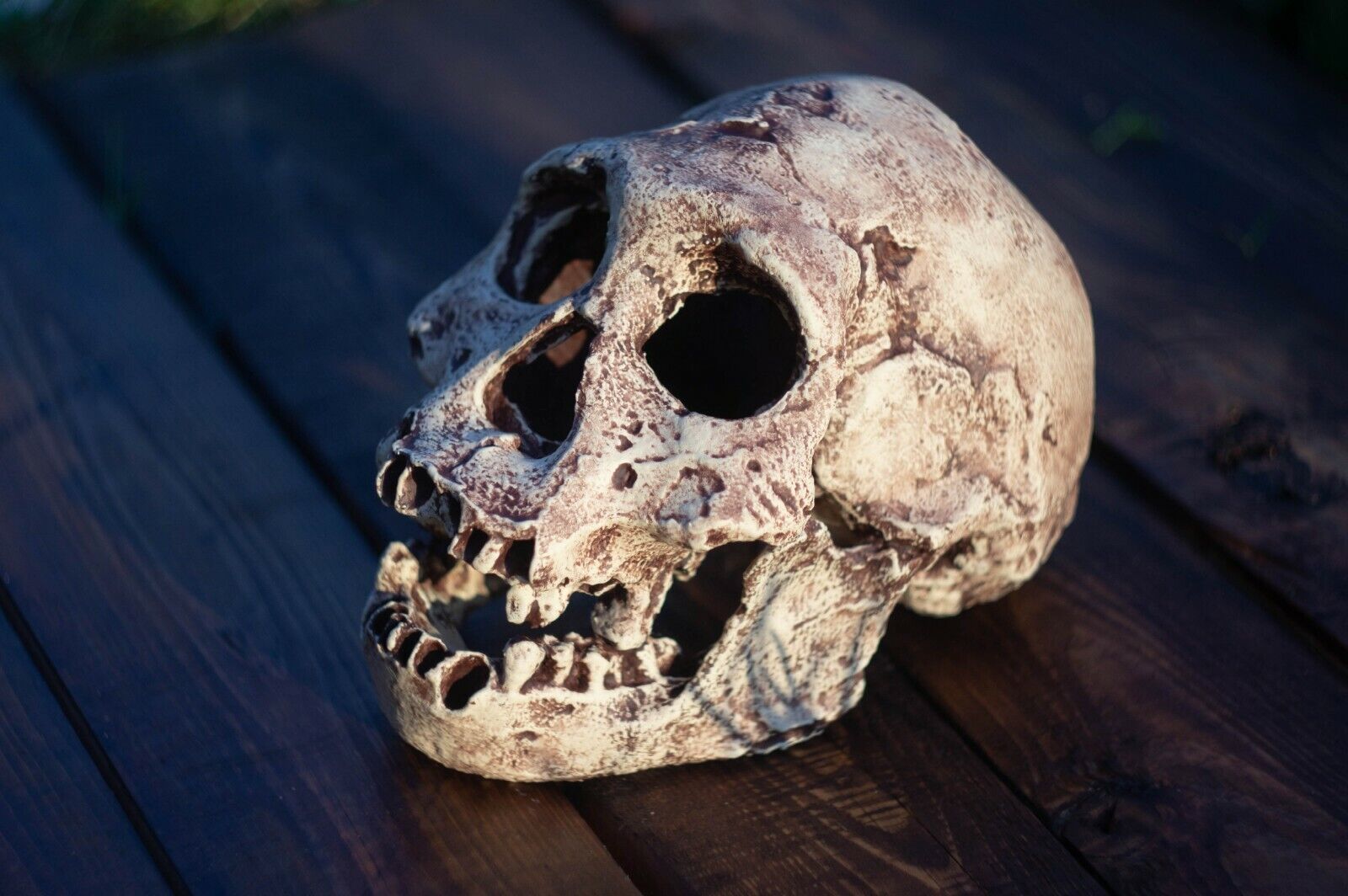 Homo erectus georgicus replica Full-size reconstruction replica, Hominids
