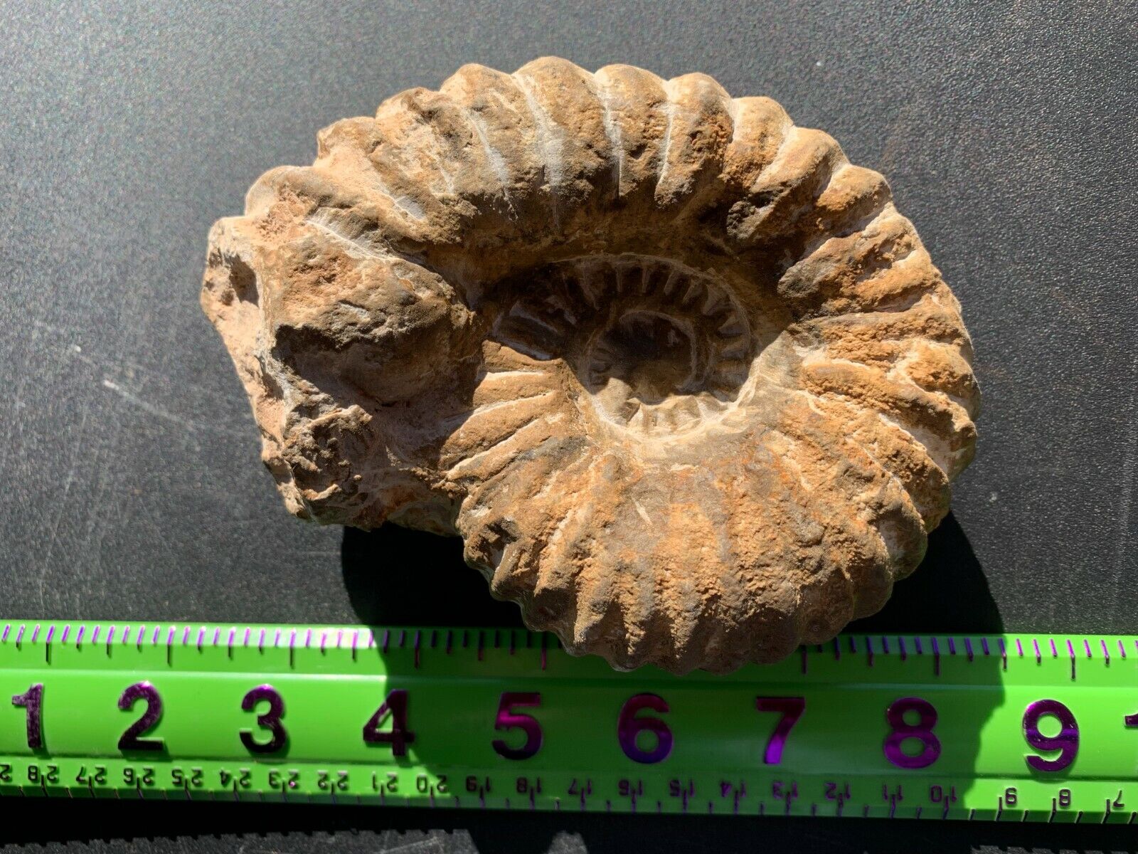 Ammonite fossil mine rough Nautiloid Cambrian Madagascar 3-5 inch FJ22