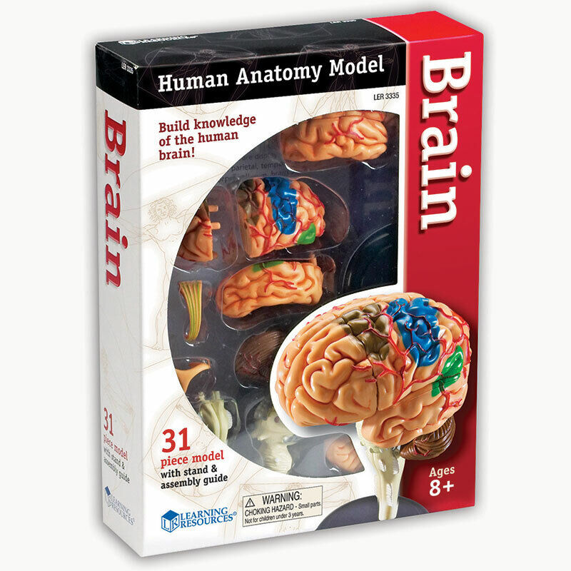 Learning Resources Brain Anatomy Model, 31 Pieces